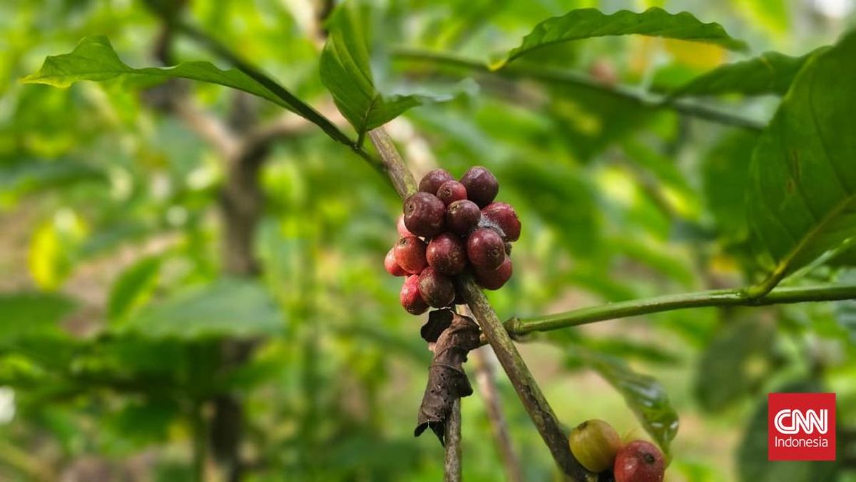 Kala Karbon Bawa Kopi Pelosok Jambi Melanglang ke Negeri Kincir Angin