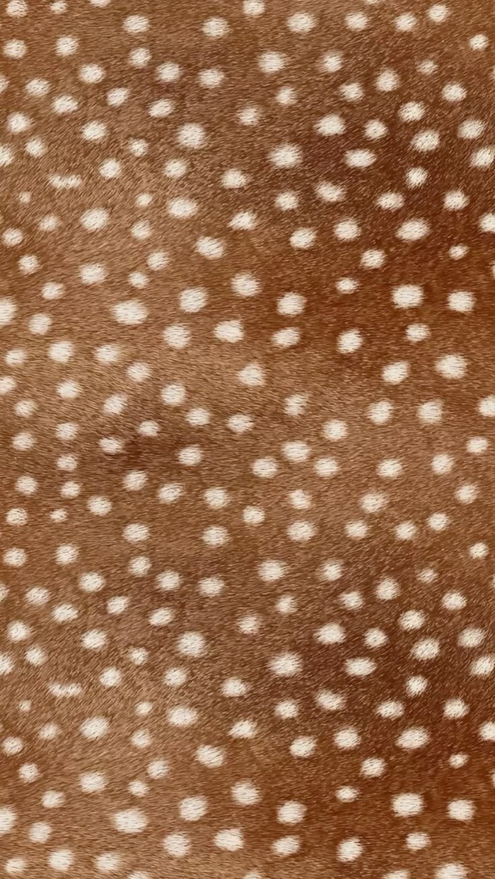 Motif bambi