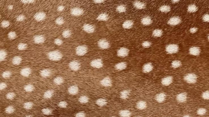 Motif bambi