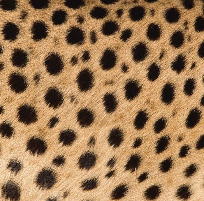 Motif Cheetah