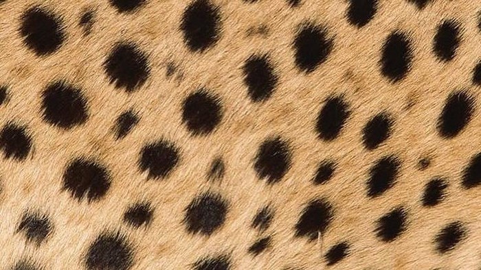 Motif Cheetah