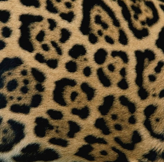 Motif jaguar