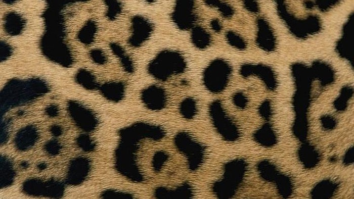 Motif jaguar