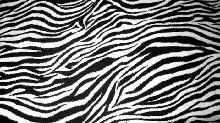 Motif zebra