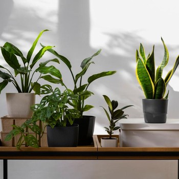 5 Tanaman Indoor yang Bisa Membantu Menyejukkan Rumah Secara Alami
