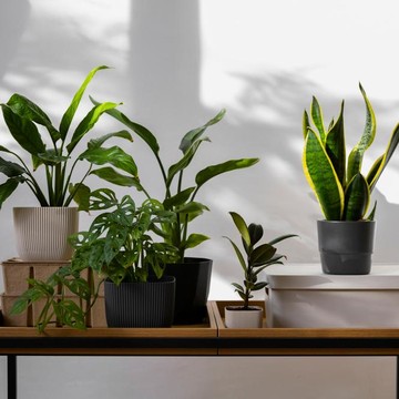 5 Tanaman Indoor yang Bisa Membantu Menyejukkan Rumah Secara Alami