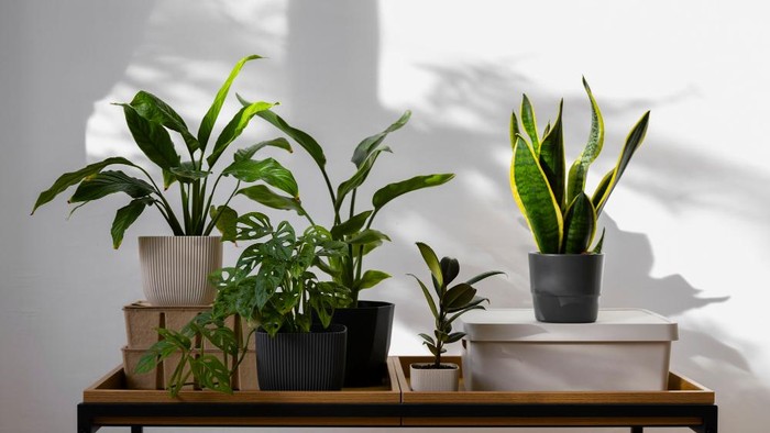 5 Tanaman Indoor yang Bisa Membantu Menyejukkan Rumah Secara Alami