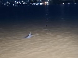 Lumba-Lumba Laut Masuk ke Sungai Mahakam, Bisa Bertahan Berapa Lama?