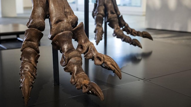 Gus the Tyrannosaurus Rex skeleton at Sotheby's auction house in New York City, U.S. July 1, 2026. REUTERS/Jordan Tovin