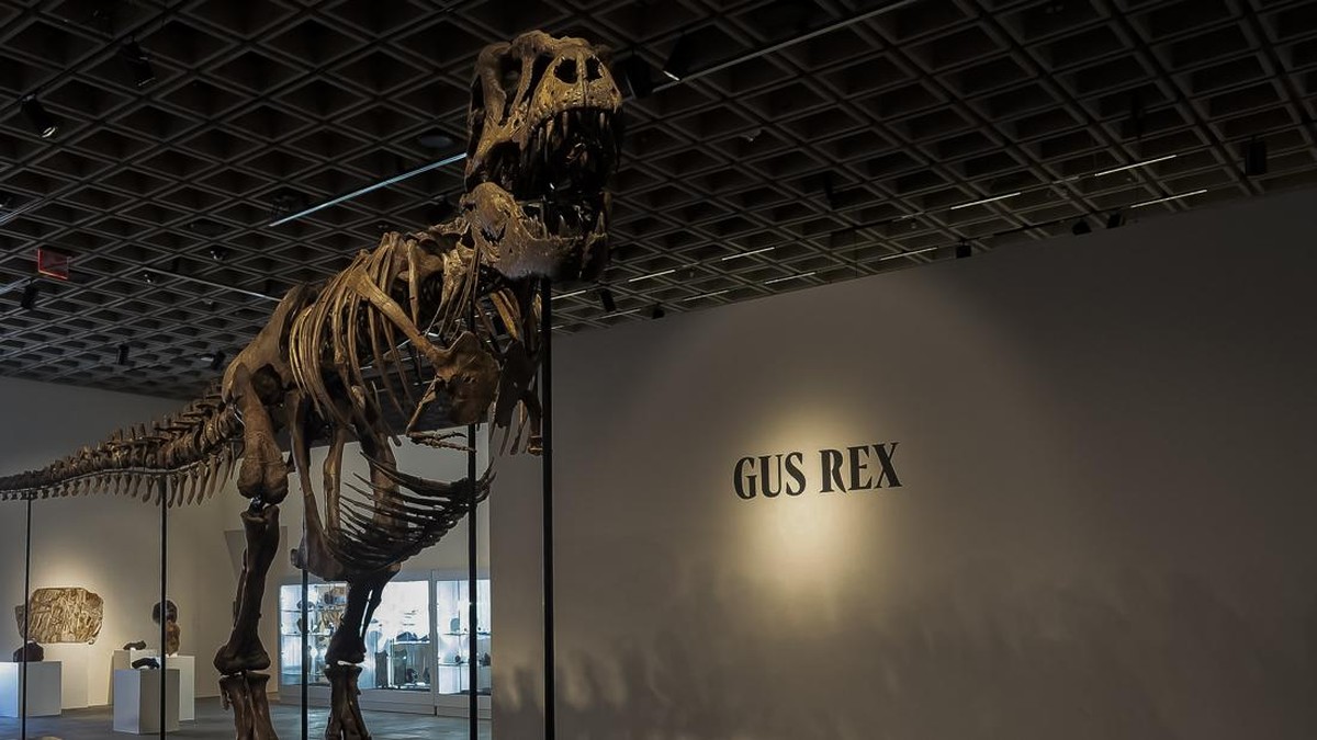 Gus the Tyrannosaurus Rex skeleton at Sotheby's auction house in New York City, U.S. July 1, 2026. REUTERS/Jordan Tovin