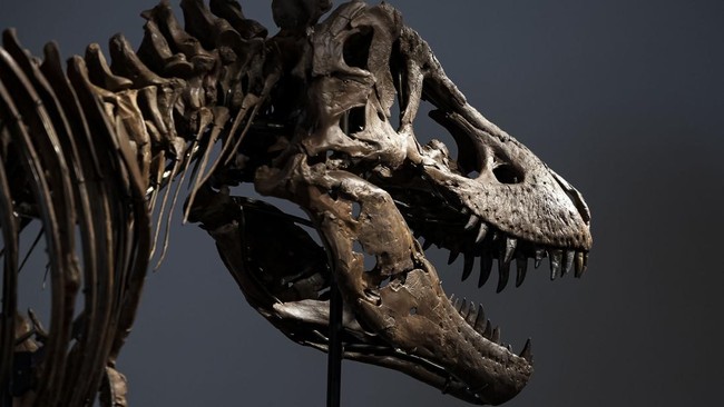 Gus the Tyrannosaurus Rex skeleton at Sotheby's auction house in New York City, U.S. July 1, 2026. REUTERS/Jordan Tovin