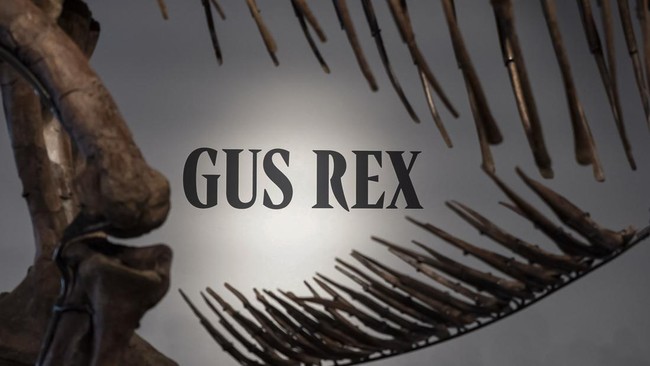 Gus the Tyrannosaurus Rex skeleton at Sotheby's auction house in New York City, U.S. July 1, 2026. REUTERS/Jordan Tovin