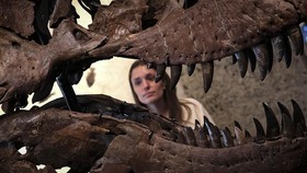 The head of "Gus", part of a Tyrannosaurus Rex skeleton, one of the largest T. rex ever found, is pictured during a press preview at the Sotheby's Breuer building in New York, on July 1, 2026. The 67-million-year-old skeleton, found during an excavat
