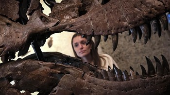 The head of "Gus", part of a Tyrannosaurus Rex skeleton, one of the largest T. rex ever found, is pictured during a press preview at the Sotheby's Breuer building in New York, on July 1, 2026. The 67-million-year-old skeleton, found during an excavat