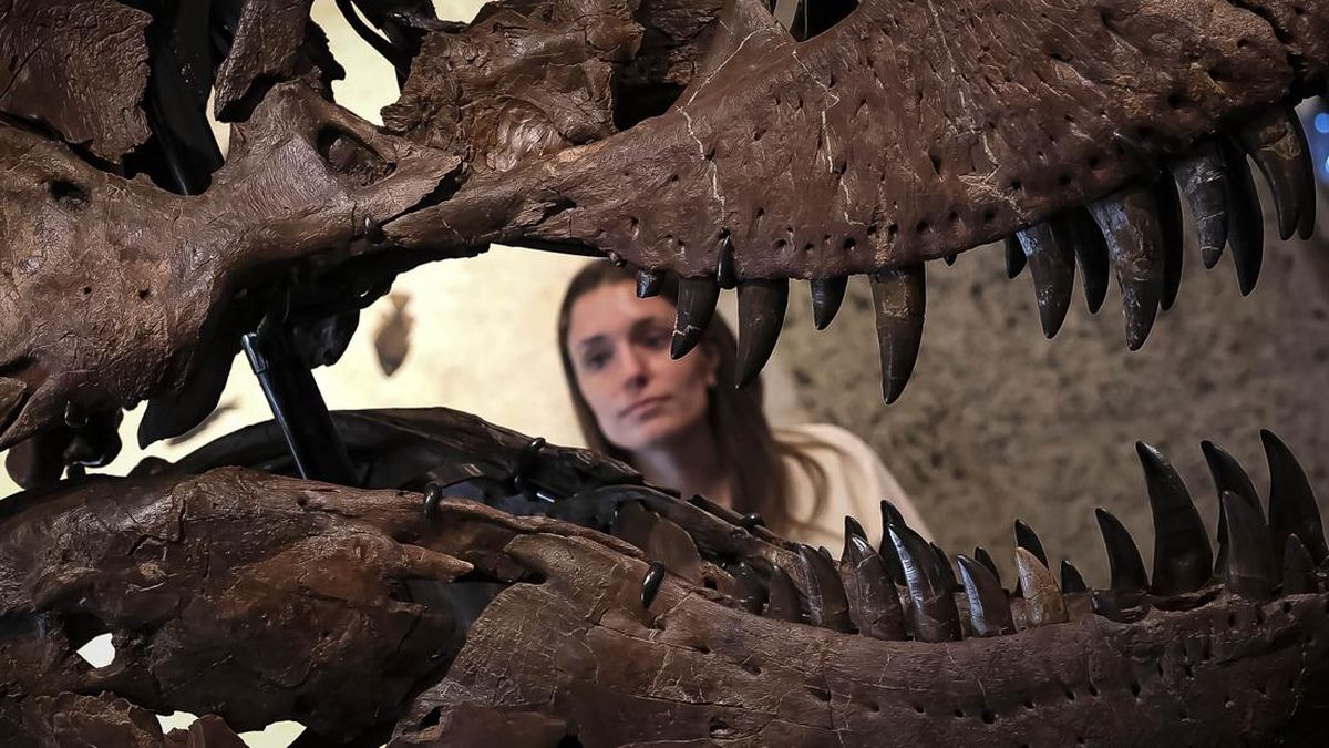 FOTO: Penampakan Fosil T-Rex Termahal di Dunia