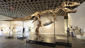 Fosil kerangka T-Rex dengan nama "Gus" menjadi fosil dinosaurus termahal usai terjual dengan harga sekitar Rp900 miliar di pelelangan di New York.
