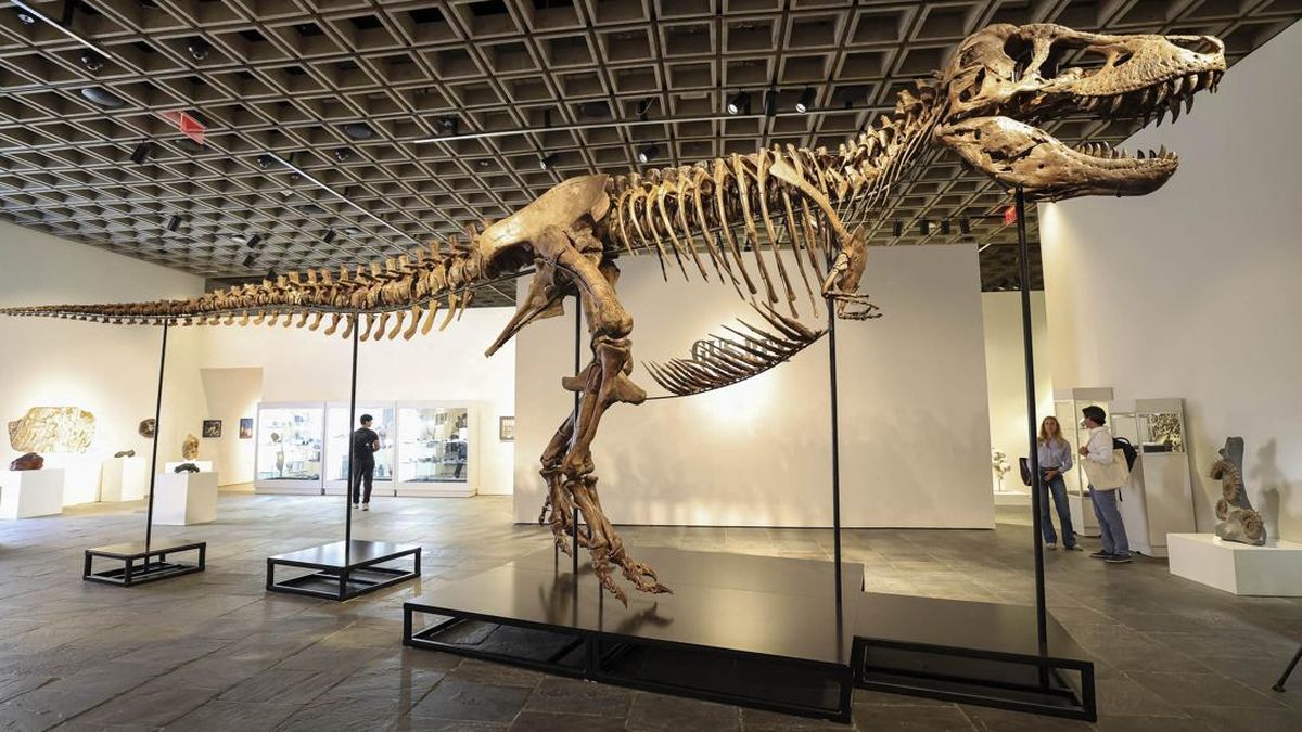 Fosil T-Rex 'Gus' Terjual Rekor Rp900 M di Lelang