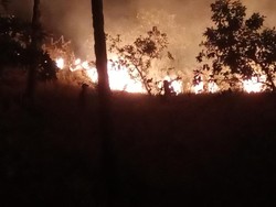 100 Hektare Sabana Bukit Keranga Labuan Bajo Terbakar