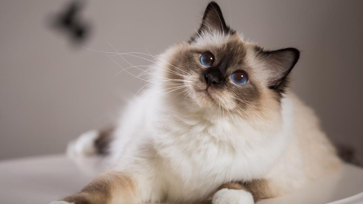 Jadwal Vaksin Kucing dan Jenisnya yang Wajib Diketahui Para 'Babu'