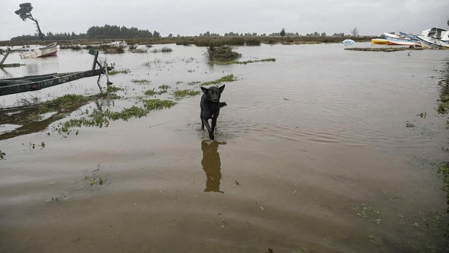 A dog walks in floodwater, after heavy rain fall during a weather front caused flooding, and led the Chilean authorities to declare a preventive state of emergency at the start of the week, in Arauco, Chile, July 16, 2026. REUTERS/Juan Gonzalez     T