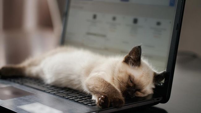 Kenapa kucing suka tidur di laptop? Ternyata alasannya bukan cuma soal kenakalan, ada kehangatan laptop hingga aromamu di sana.