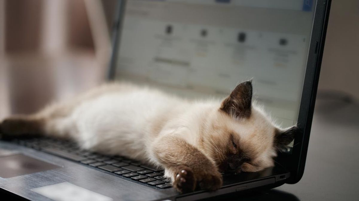 Gemas tapi Ganggu, Kenapa Kucing Suka Tidur di Laptop?
