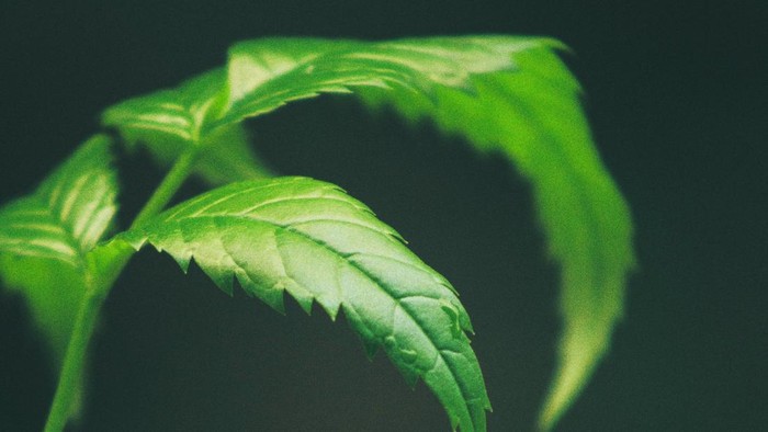 Daun neem yang baik untuk kulit