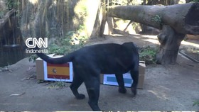 Jaguar di kebun binatang BioParque, Rio de Janeiro, Brasil memprediksi Argentina mengalahkan Spanyol di Piala Dunia.