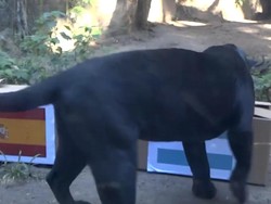 Jaguar di kebun binatang BioParque, Rio de Janeiro, Brasil memprediksi Argentina mengalahkan Spanyol di Piala Dunia.