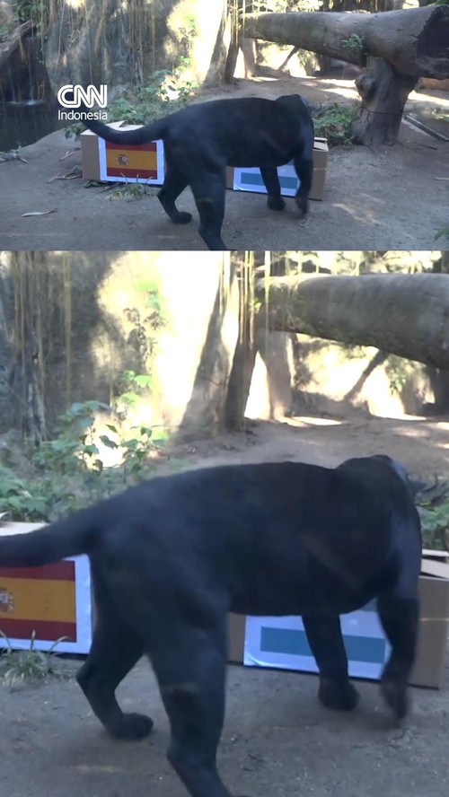 Jaguar di kebun binatang BioParque, Rio de Janeiro, Brasil memprediksi Argentina mengalahkan Spanyol di Piala Dunia.
