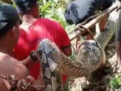 Video: Warga Polman Tangkap Piton 8 Meter, Awalnya Dikira Keranjang Durian