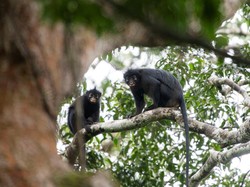 Foto Buram Ungkap Spesies Monyet Baru Berbibir Oranye