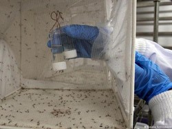 Peneliti Coba Rekayasa Nyamuk Jantan demi Bikin Malaria Musnah