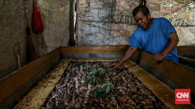 Seorang peternak memeriksa kandang jangkrik di area budidaya Jangkrik Rio, Depok, Jawa Barat, Senin (21/7). (CNN Indonesia/Febria Adha L).
