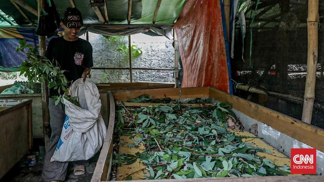 Seorang peternak memeriksa kandang jangkrik di area budidaya Jangkrik Rio, Depok, Jawa Barat, Senin (21/7). (CNN Indonesia/Febria Adha L).