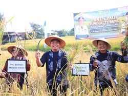 Herman Deru Dorong Produksi-Persingkat Masa Tanam Padi Semende
