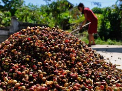 Bupati Kepahiang Sekolahkan Petani Kopi demi Produk Berkualitas
