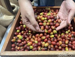 Industri Kopi Sumut Makin Berkembang, Arabika Kini Jadi Primadona