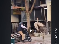 Viral Burung Unta Lepas di Tengah Jalanan Bandung, Kejar Pengendara