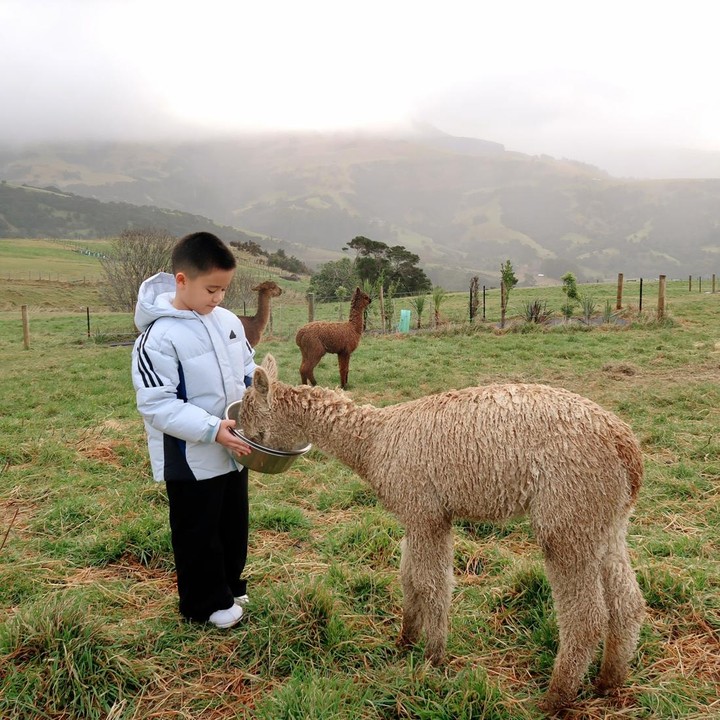 <p>Citra Kirana dan Rezky Adhitya juga membagikan potret Athar saat mengunjungi Shamarra Alpacas untuk bermain dengan hewan Alpaca. Athar terlihat berani bermain hingga memberi makan Alpaca. "Absen dulu sama alpaca," ungkapnya. (Foto: Instagram @citraciki/ @thereal_rezkyadhitya)</p>
