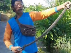 Hii! Ular Kobra 1,2 Meter Ngumpet di Dekat Pos Ronda Baran Klaten