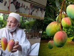 Gokil! Pria Ini Berhasil Budi Daya Pohon dengan 300 Jenis Mangga
