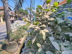Heboh Polusi Debu Bak Salju di Bandung, Warga Keluhkan Sesak Napas