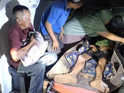 Pekerja di Siak Diterkam Harimau Malam Ini, Kondisi Luka-luka
