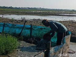 Cara Petani Indramayu Menjaga Sawahnya Tetap Basah Teraliri Air