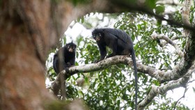 Peneliti menemukan spesies monyet baru, Likweli, di Kongo. Monyet ini unik dengan bulu hitam dan suara khas.