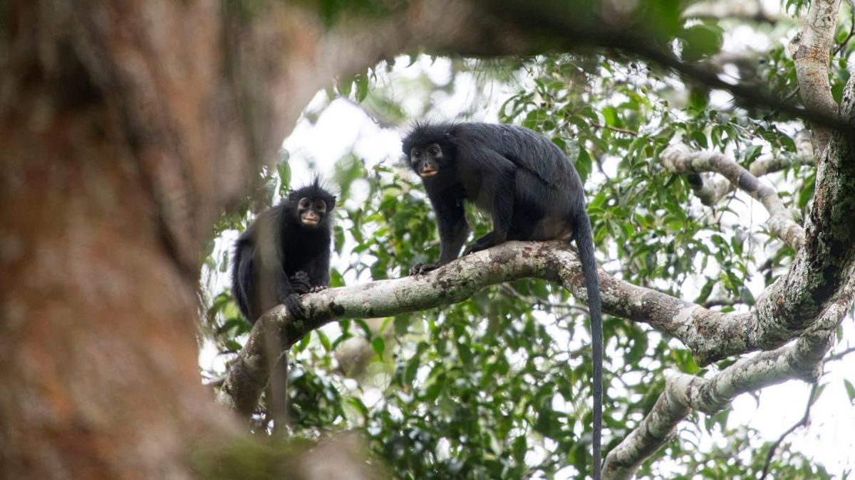 Monyet Berbibir Oranye dan Suara Mirip Babi Ditemukan di Kongo
