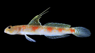 BRIN Temukan Spesies Baru Ikan Gobi Udang, Ini Keunikannya