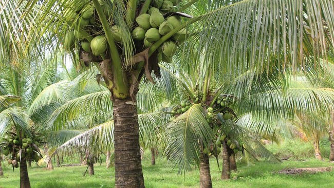 Satu per Satu Petani Kelapa "Hilang" Banting Setir ke sini, Ada Apa?