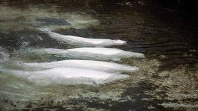 Four beluga whales, among the first batch of six to be transported to aquariums in the U.S., swim in a pool at the closed marine park Marineland Canada in Niagara Falls, Ontario, Canada July 20, 2026.   Georgia Aquarium/Handout via REUTERS THIS IMAGE